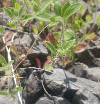 Trichostema oblongum image