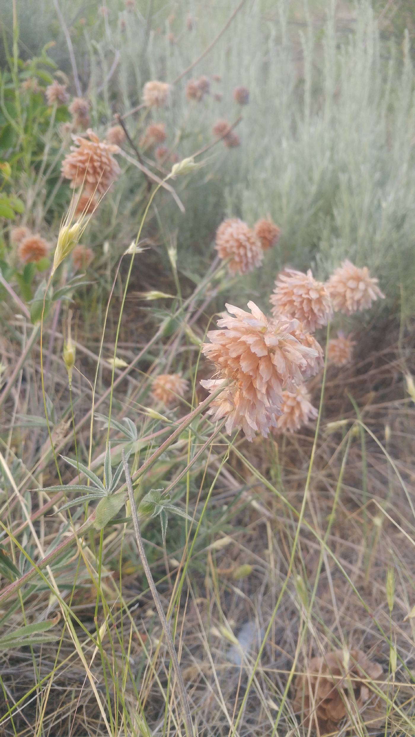 Trifolium thompsonii image