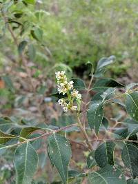 Rhus virens var. choriophylla image