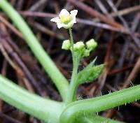 Sicyos laciniatus image