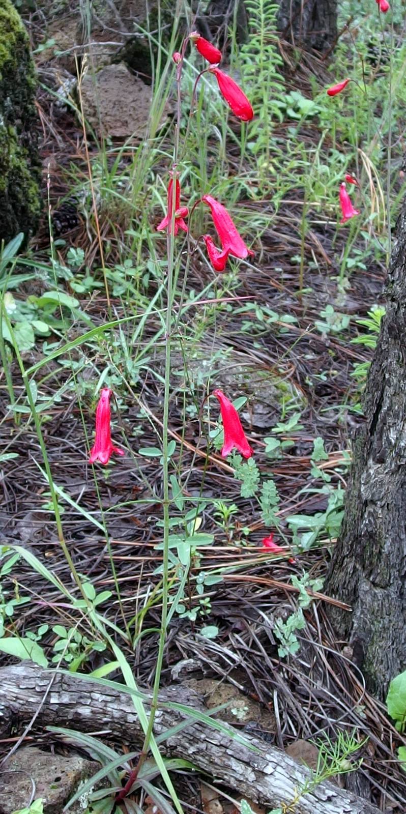 Penstemon wislizenii image