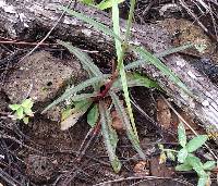 Penstemon wislizenii image