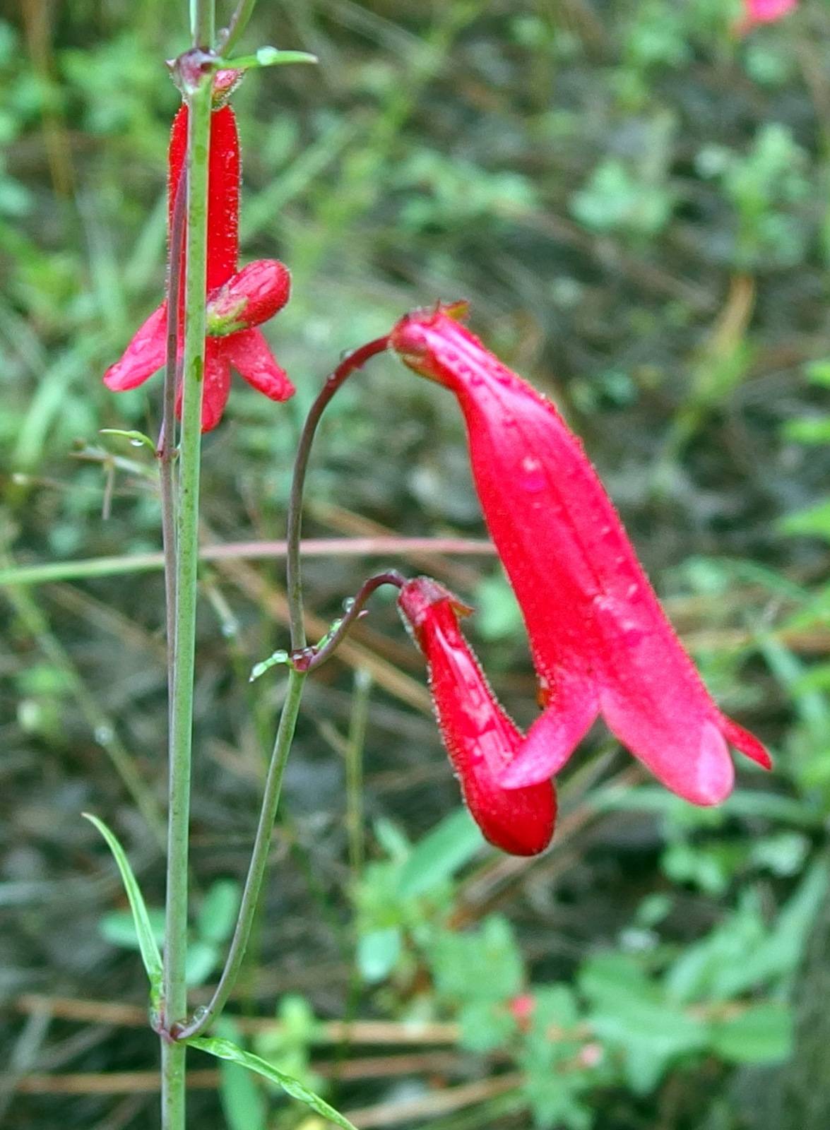 Penstemon wislizenii image