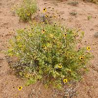 Encelia halimifolia image