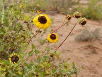 Encelia halimifolia image