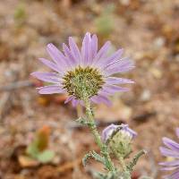 Leucosyris crispa image