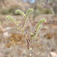 Johnstonella angustifolia image