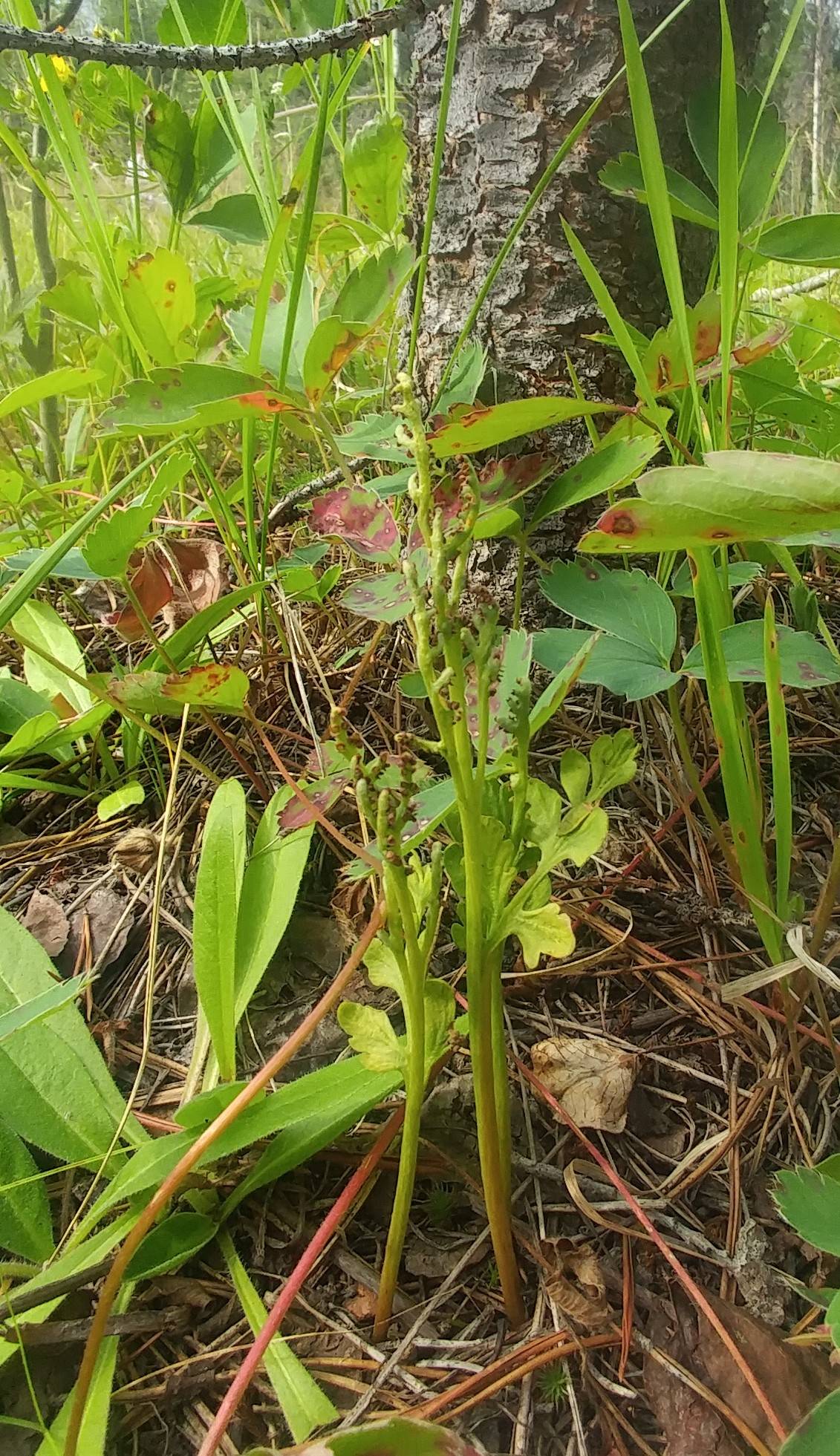 Botrychium michiganense image