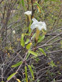 Ipomoea seaania image