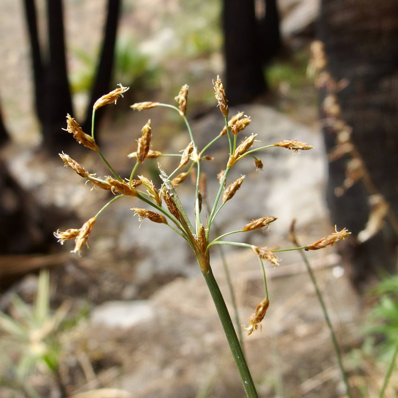 Fimbristylis complanata image