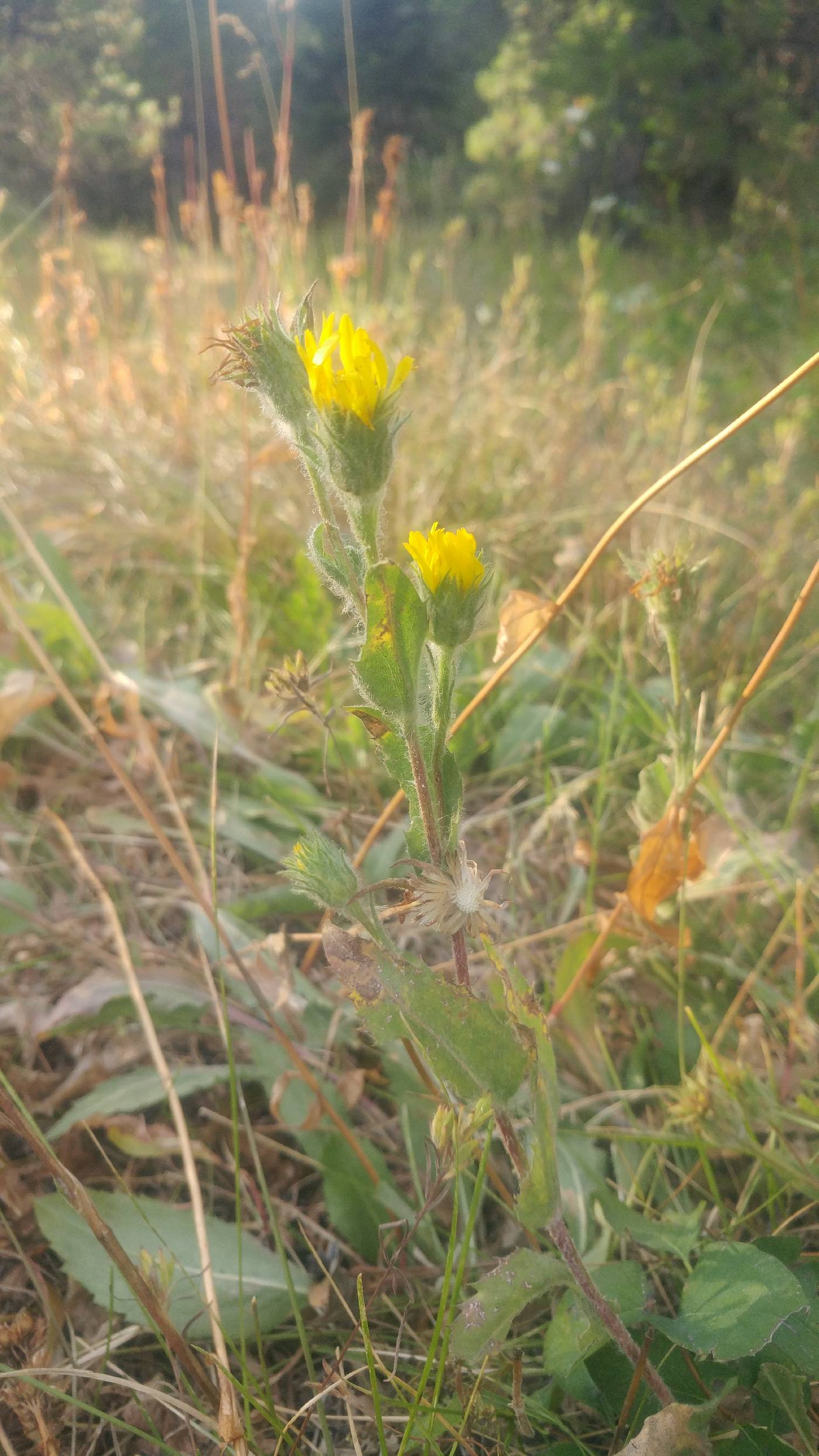 Pyrrocoma hirta var. sonchifolia image