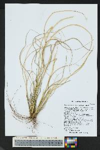 Setaria leucopila image