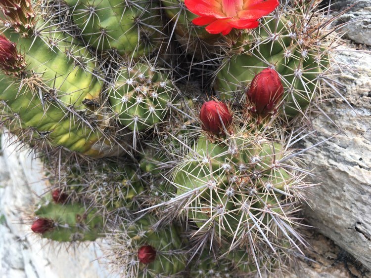 Echinocereus arizonicus subsp. nigrihorridispinus image