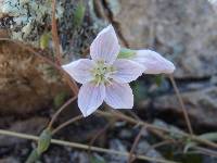 Claytonia rosea image