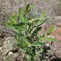 Apocynum cannabinum image