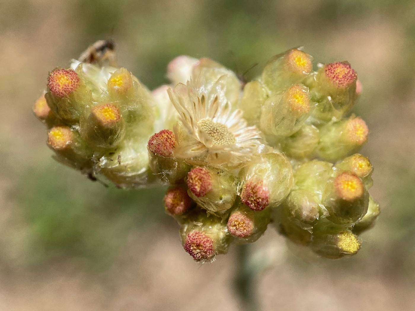 Pseudognaphalium luteoalbum image