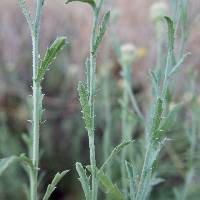 Xanthisma spinulosum image