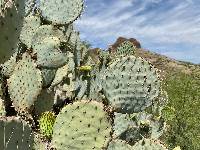 Opuntia santa-rita image