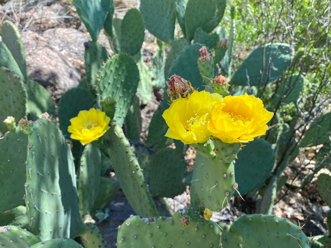 Opuntia phaeacantha var. laevis image