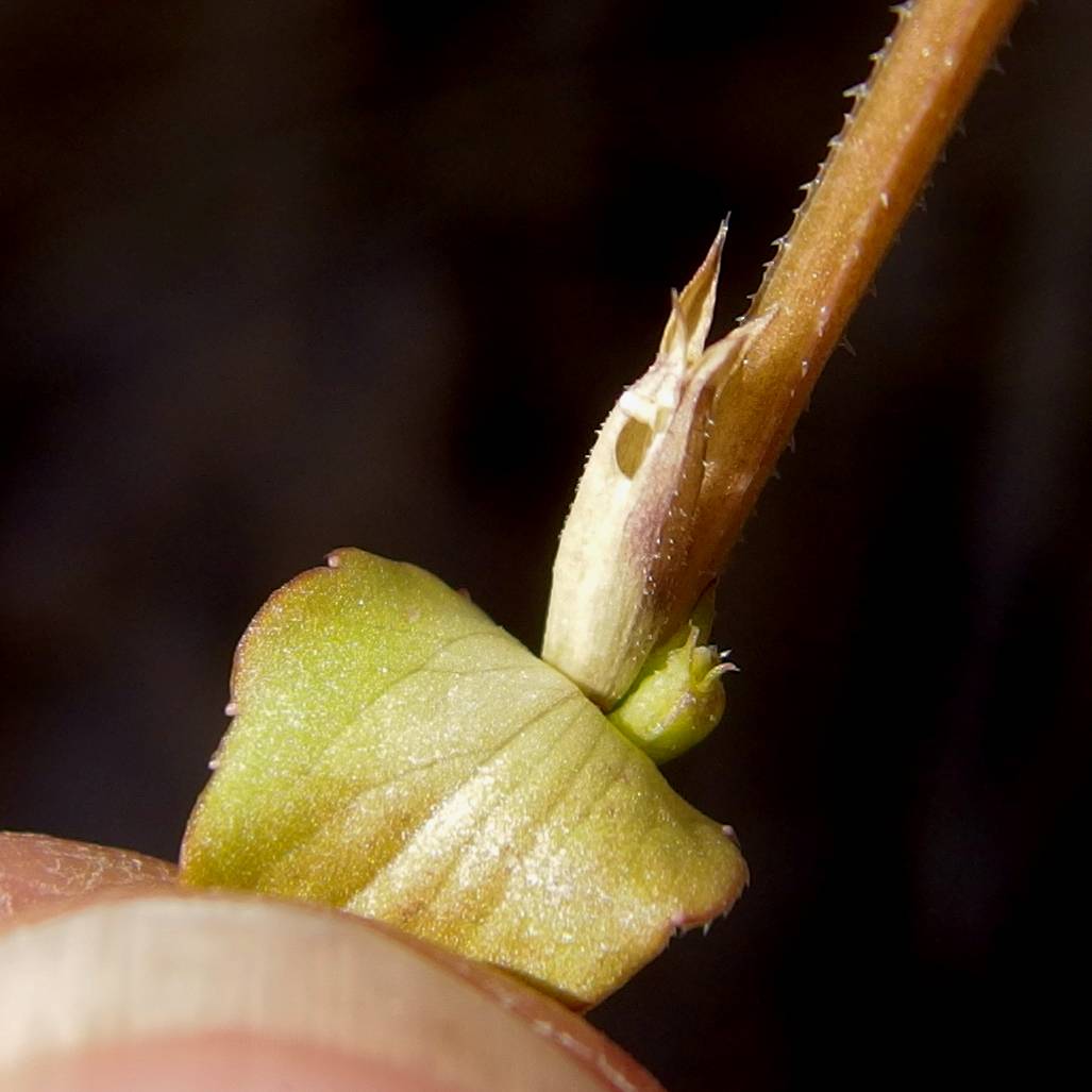 Triodanis perfoliata var. biflora image