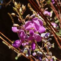 Desmodium cinerascens image