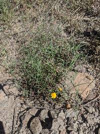 Heliomeris longifolia image