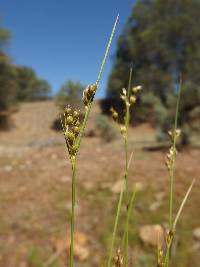 Juncus interior image