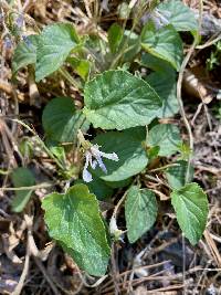 Viola umbraticola image