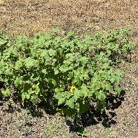 Xanthium strumarium image