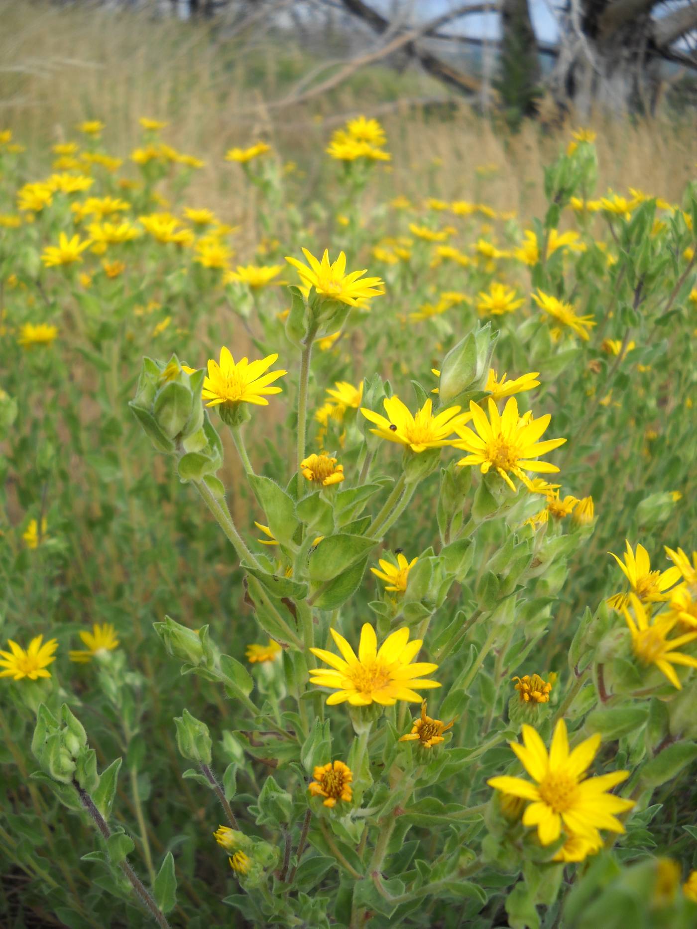 Heterotheca fulcrata var. fulcrata image