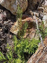 Athyrium filix-femina image