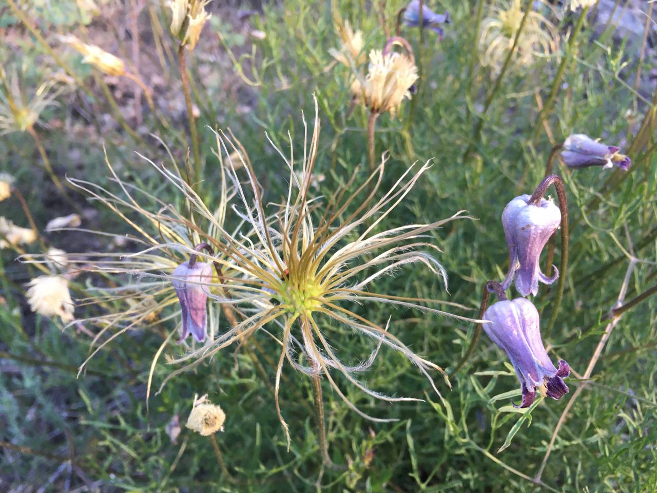 Clematis hirsutissima var. arizonica image