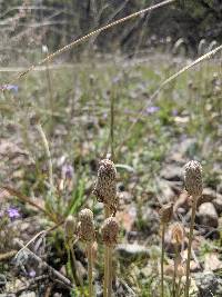 Anemone tuberosa image