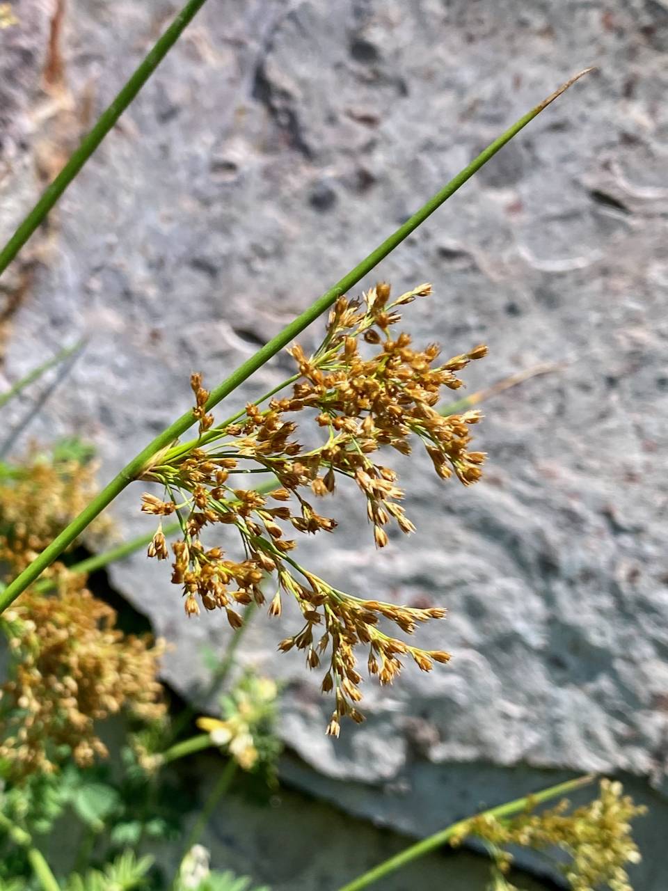 Juncus effusus subsp. austrocalifornicus image