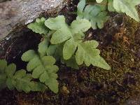 Polypodium hesperium image