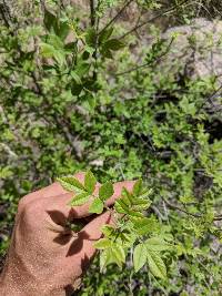 Fraxinus velutina image