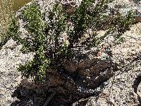 Juniperus arizonica image