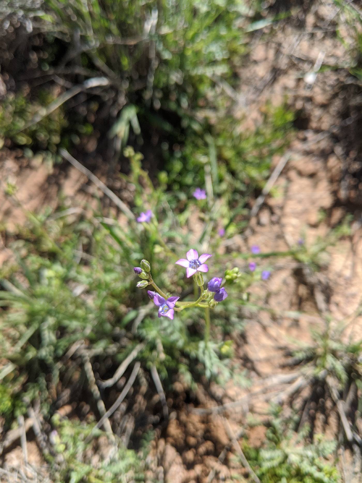 Gilia flavocincta subsp. australis image