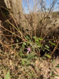 Desmodium cinerascens image