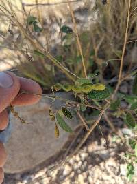 Desmodium cinerascens image