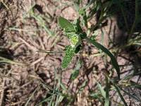 Portulaca umbraticola subsp. lanceolata image