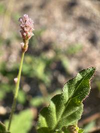 Boerhavia wrightii image