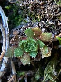 Saxifraga flagellaris image