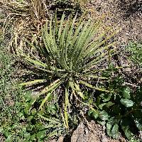 Agave schottii image