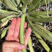 Agave schottii var. schottii image