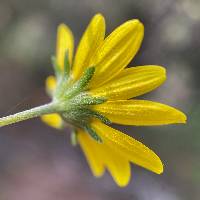 Heliomeris multiflora image