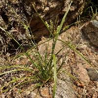 Cyperus pallidicolor image