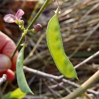 Phaseolus ritensis image