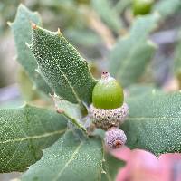 Image of Quercus turbinella