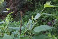 Acalypha papillosa image